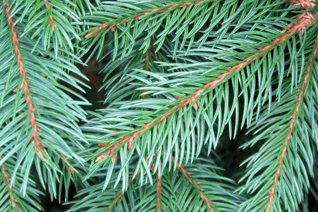 Norway Spruce Cut Tree