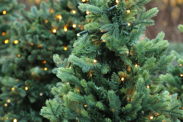 Nordman Fir Cut Tree