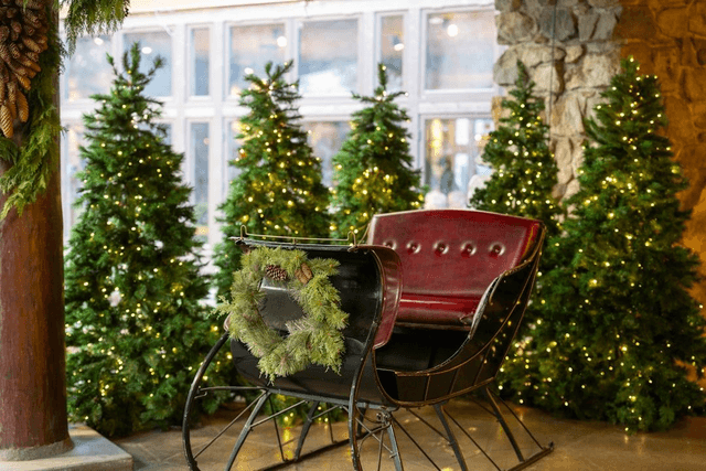 Norway Spruce Cut Tree