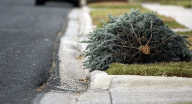 Tree collection outside property on 5th January 2026