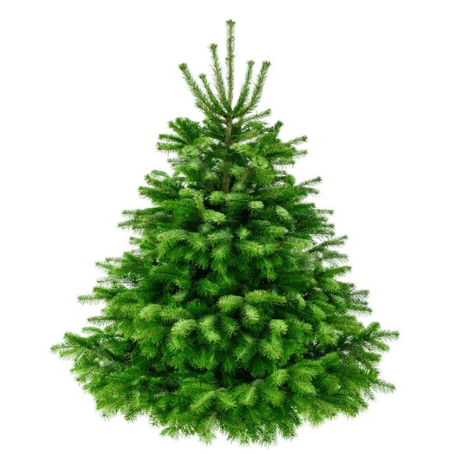 Nordman Fir Cut Tree