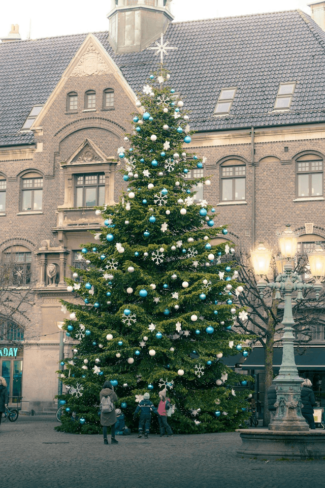 Nordman Fir Cut Tree