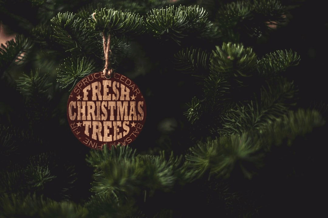Nordman Fir Cut Tree