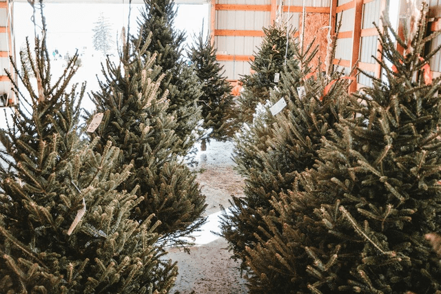 Nordman Fir Cut Tree