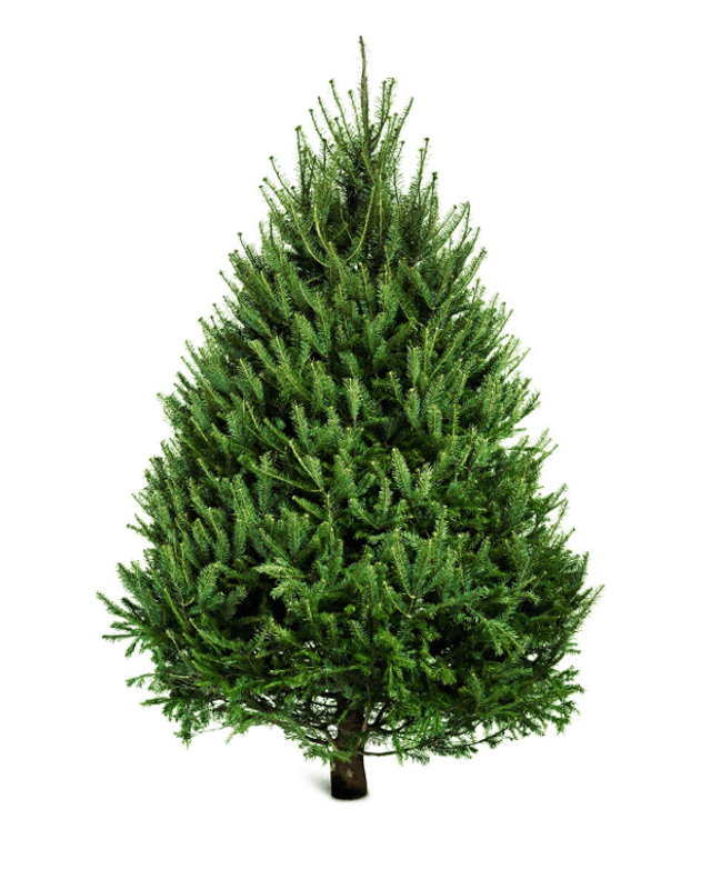 Norway Spruce Cut Tree